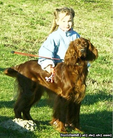 Irish Red Setter meiner!!!!!!!!!!!!!!!!!!!!!!!!!!!!