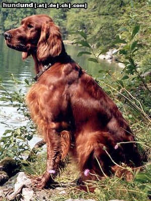 Irish Red Setter Edita´s Red Love Fortuna ist solze Mutter von 11 Welpen. 1 Hündin und 3 Rüden suchen noch liebevolle Setterfreunde