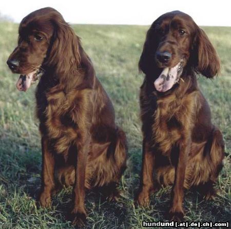 Irish Red Setter Irish Setter auf einer Waldlichtung