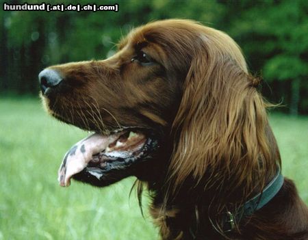 Irish Red Setter Portrait von Setterhündin 