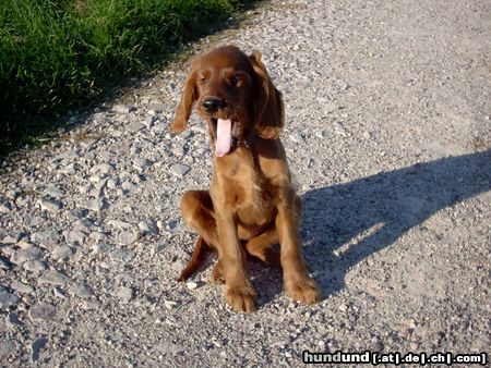 Irish Red Setter müüüüde