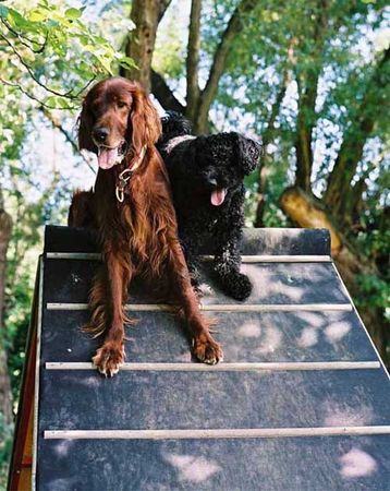 Irish Red Setter Harry und sein Freund Kevin auf der Agilty A-Wand