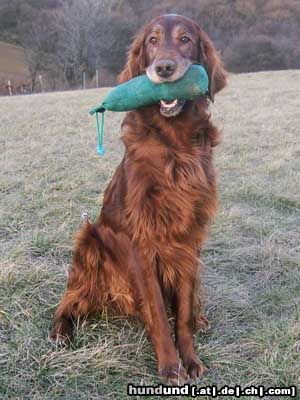 Irish Red Setter Harry vom Franzosenkeller bei seiner Lieblingsbeschäftigung Dummyarbeiten