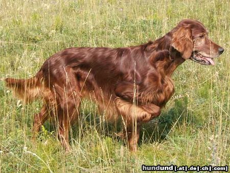 Irish Red Setter Harry vom Franzosenkeller in typischer Vorstehpose