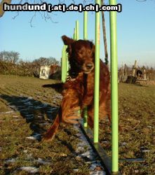 Irish Red Setter Harry vom Franzosenkeller im Agilityslalom