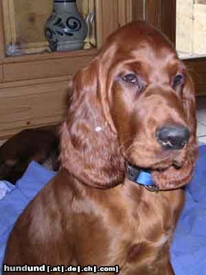 Irish Red Setter Edita´s Red Love Illion ist gerade 3 Monate alt uns sucht noch eine liebe Familie