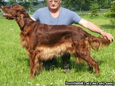 Irish Red Setter Jolly Jane vom Franzosenkeller 