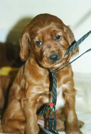 Irish Red Setter Jolly Jane vom Franzosenkeller