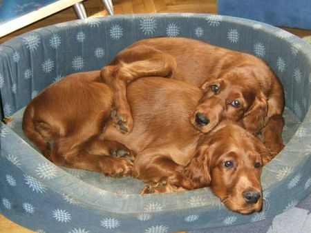 Irish Red Setter Garden Star´s Kathleen O'Irish mit ihrem Bruder Kaiser