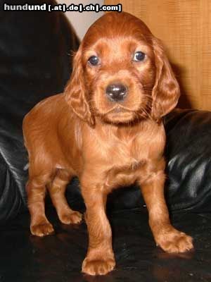 Irish Red Setter Lucky Laura vom Franzosenkeller im Alter von 6 Wochen