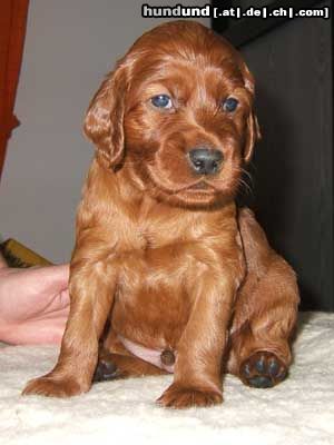 Irish Red Setter Lucky Leroy vom Franzosenkeller mit 4 Wochen