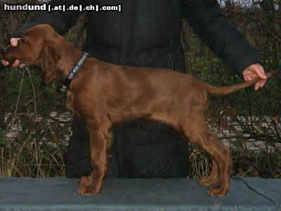 Irish Red Setter Lucky Leroy vom Franzosenkeller , unser Jüngster