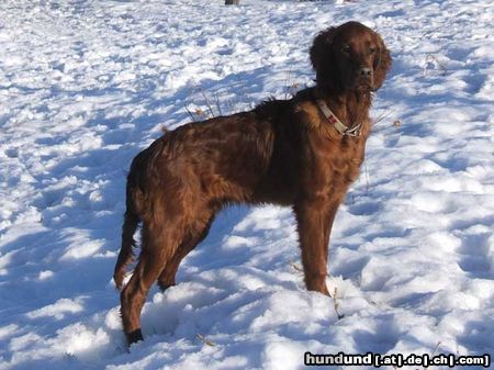 Irish Red Setter Unser Leroy ist ein lieber und verschmuster Famiienhund und zeigt auch alle Anlagen eines guten Jagdhundes. Auf dem Bild ist er 6 Monate alt.