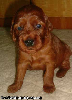 Irish Red Setter Das ist Lucky Leroy vom Franzosenkeller im Alter von  22 Tagen