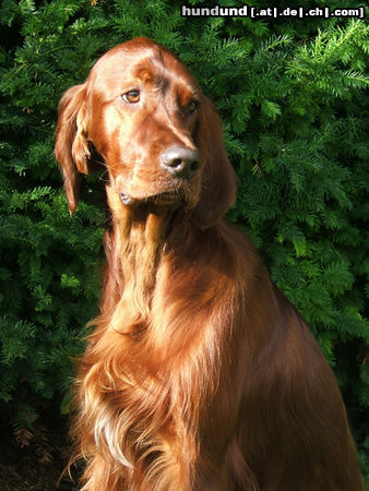 Irish Red Setter Lucky Lord vom Franzosenkeller im Alter von 11 Monaten