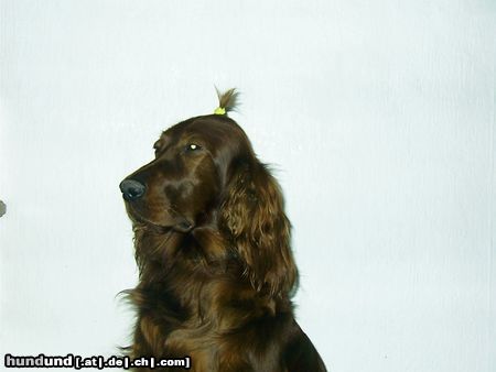 Irish Red Setter Arielle vom Talismann