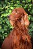 Irish Red Setter Hund