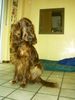 Irish Red Setter Hund