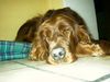 Irish Red Setter Hund