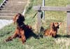 Irish Red Setter Hund