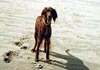 Irish Red Setter Hund