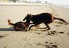 Irish Red Setter Hund