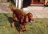 Irish Red Setter Hund