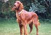 Irish Red Setter Hund