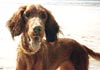 Irish Red Setter Hund