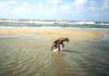 Irish Red Setter Hund