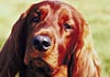 Irish Red Setter Hund