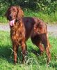 Irish Red Setter Hund