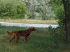 Irish Red Setter Hund