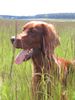 Irish Red Setter Hund