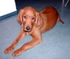 Irish Red Setter Hund