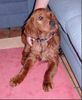 Irish Red Setter Hund