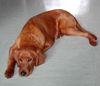 Irish Red Setter Hund