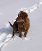 Irish Red Setter Hund