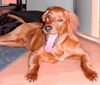 Irish Red Setter Hund