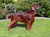 Irish Red Setter Hund