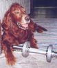 Irish Red Setter Hund