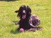 Irish Red Setter Hund