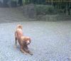 Irish Red Setter Hund