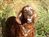 Irish Red Setter Hund