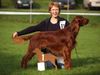 Irish Red Setter Hund