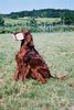 Irish Red Setter Hund