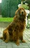 Irish Red Setter Hund