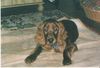 Irish Red Setter Hund