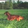 Irish Red Setter Hund