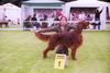 Irish Red Setter Hund